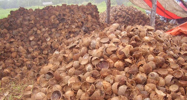 Ферма кокосовых пальм